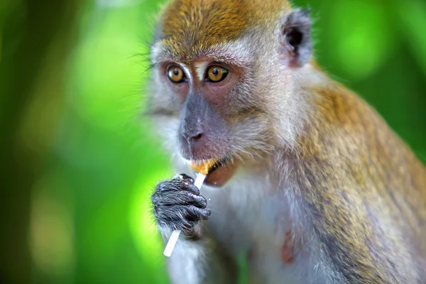मकाक माकडा — स्टॉक फोटो, इमेज