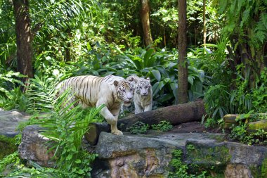 White tiger clipart