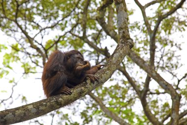 orangutan