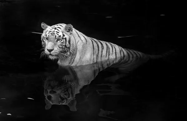 Tigre blanco Imagen De Stock