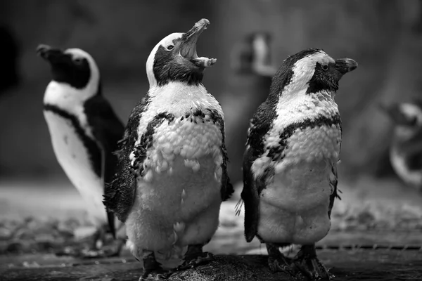 企鹅:企鹅 — 图库照片