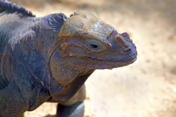 Ρινόκερος iguana — Φωτογραφία Αρχείου