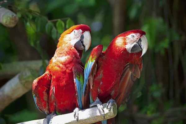 Papagaios — Fotografia de Stock