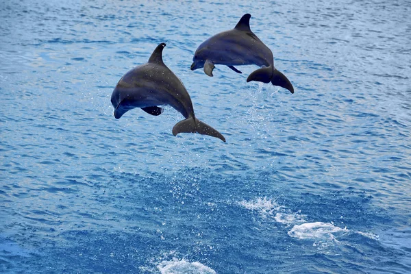 Delfíny skákání — Stock fotografie