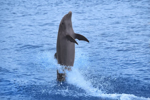 Dolphin — Stock Photo, Image