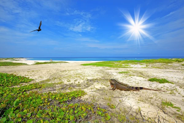 Sahilde iguana — Stok fotoğraf