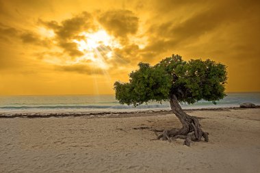 Divi tree on Eagle beach, Aruba , Caribbean clipart