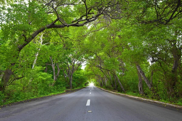 Alley Trees Road Northern Curacao — Stock Photo, Image