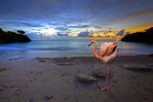Jeremi 上库拉索岛 加勒比海滩火烈鸟 — 图库照片