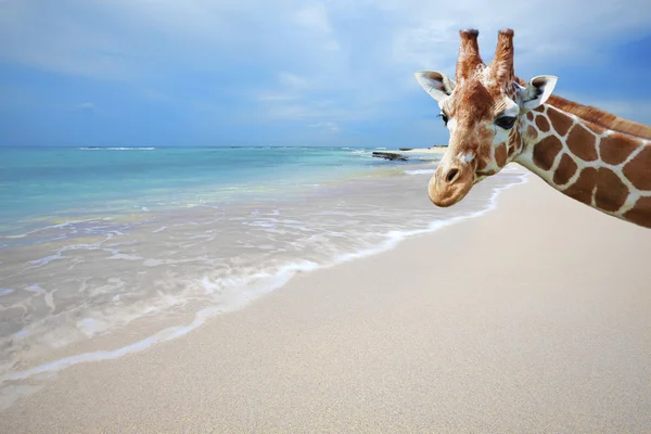 Giraffe on vacation — Stock Photo, Image