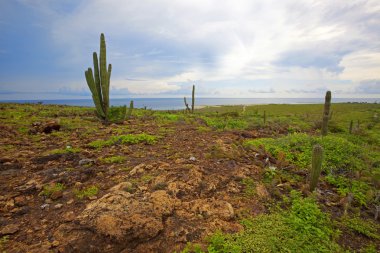 bitki örtüsü caribbean Island, aruba