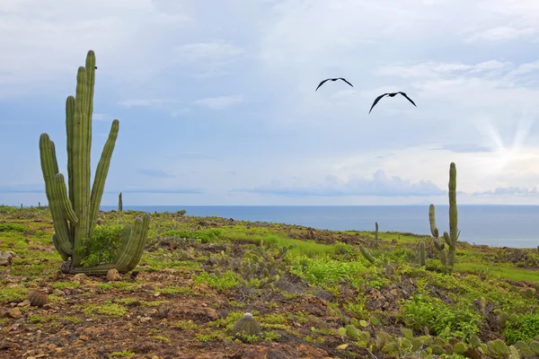 Aruba landschap — Stockfoto