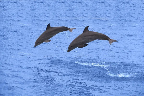 Two Dolphins Jumping Caribbean Sea — Stock Photo, Image