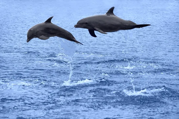 Delfinii sărind — Fotografie, imagine de stoc