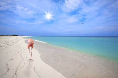 Flamingo beyaz kum boca grandi Beach, aruba