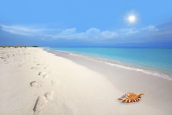 Βήματα Και Θαλασσινών Κοχυλιών Στην Λευκή Άμμο Στην Παραλία Grandi — Φωτογραφία Αρχείου