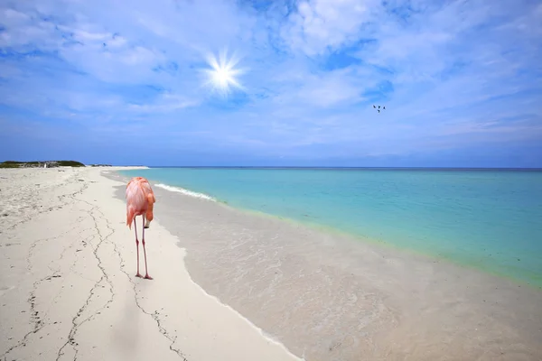 火烈鸟在白色沙子在博卡拉格兰迪海滩 阿鲁巴 — 图库照片