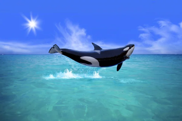 Balena assassina — Foto Stock