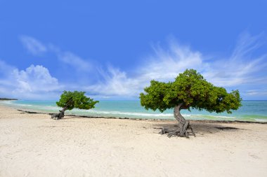 Divi tree on Eagle beach, Aruba , Caribbean clipart