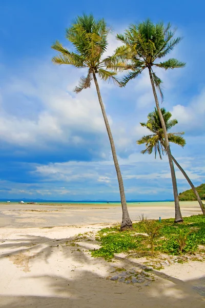 Пальмы Красивом Пляже Пхи Пхи Таиланд — стоковое фото