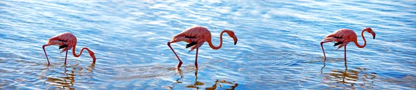 stock image Flamingos