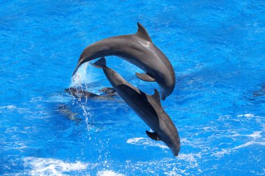 Dolphins jumping clipart