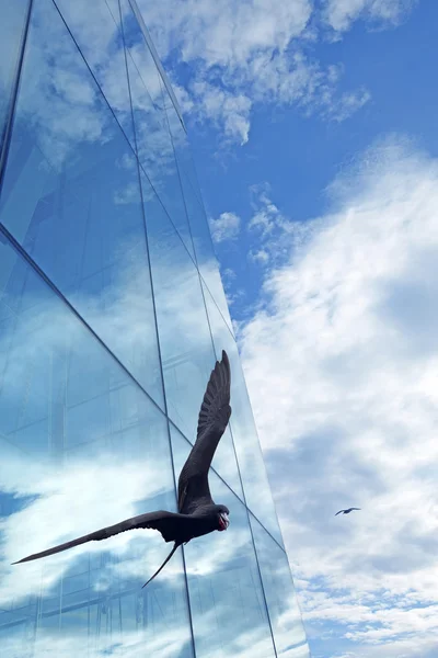 Freegate 새 — 스톡 사진