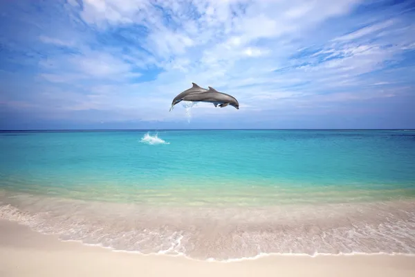 Dolfijnen springen — Stockfoto