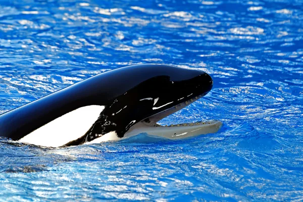 Killer whale — Stock Photo, Image