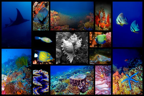 stock image Underwater