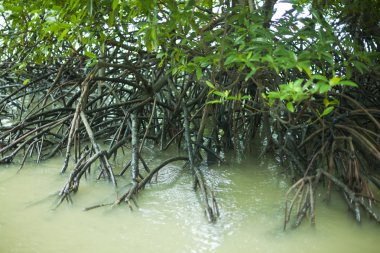 Mangrove Ormanı