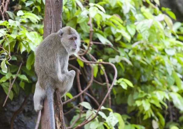 stock image Monkey