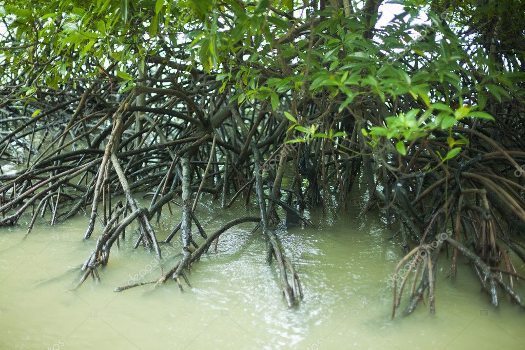 Mangrove forest — Stock Photo © eddiephotograph #4103177