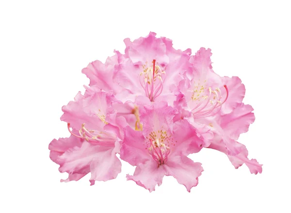 Květiny rododendron, izolované — Stock fotografie
