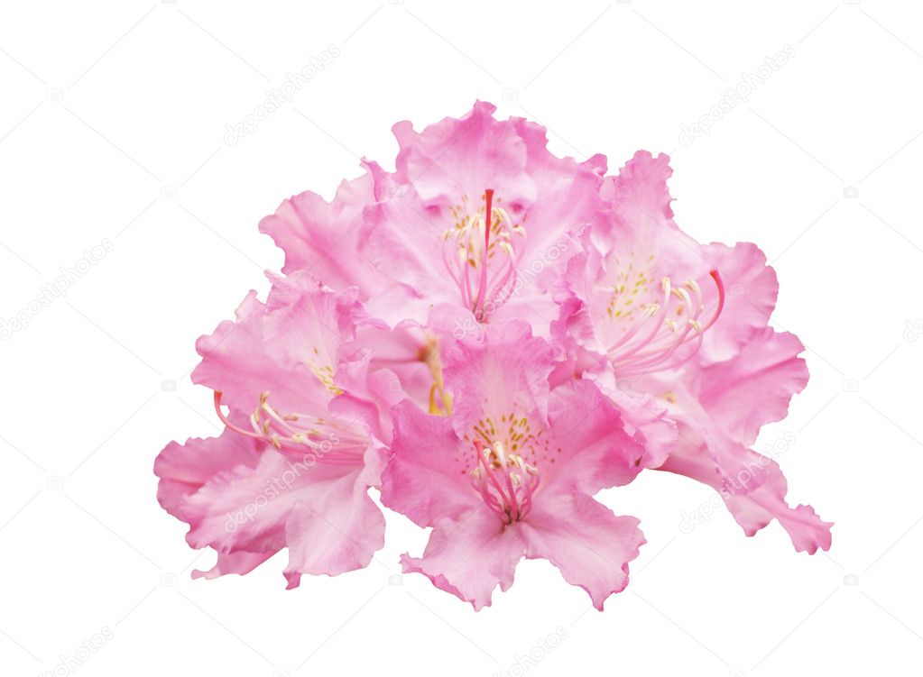 Flowers rhododendron, isolated