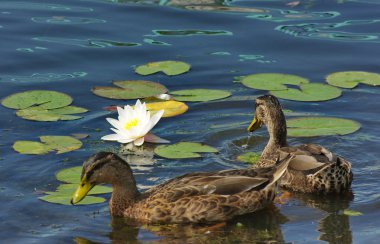 Ducks and lily clipart