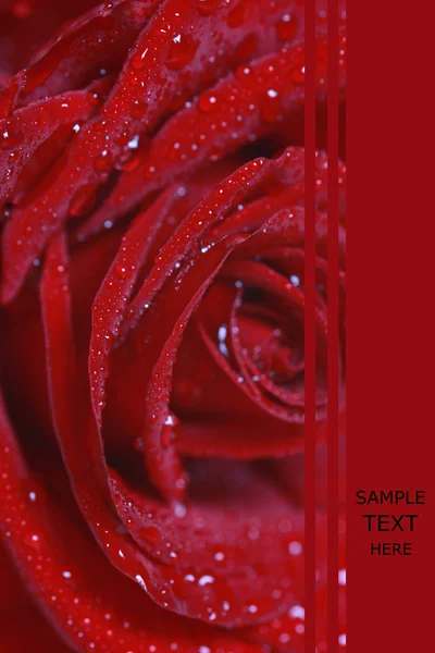 Close-up beautiful rose — Stock Photo, Image