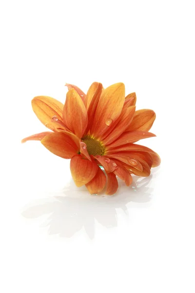 白上孤立的橙黄色的花 — 图库照片