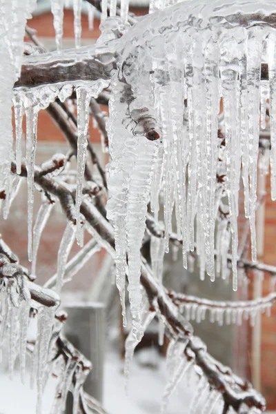 stock image Icicles along branches