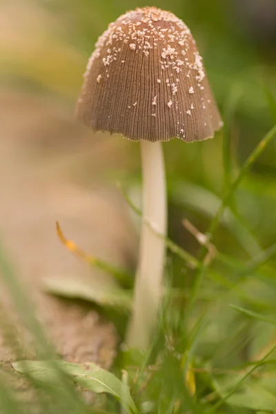 stock image Mashroom in green grass