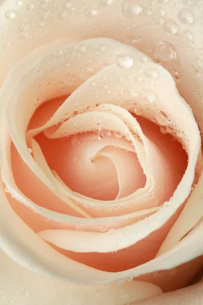 Κινηματογράφηση σε πρώτο πλάνο όμορφο τριαντάφυλλο — Φωτογραφία Αρχείου