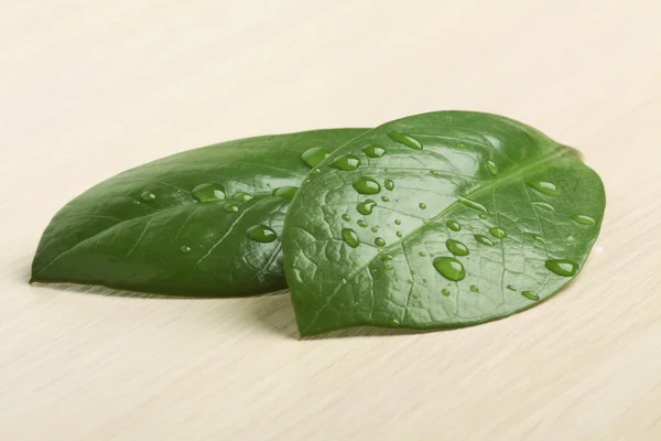 stock image Two green leaves with water drops on wooden background