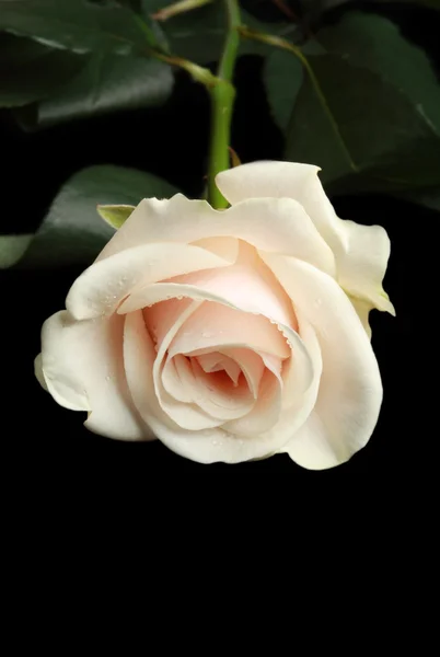 Кремова троянда ізольована на чорному — стокове фото