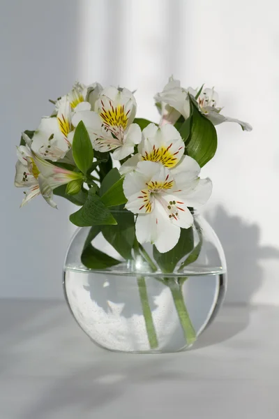 Flor delicada em vaso — Fotografia de Stock