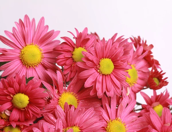 Confine con i fiori — Foto Stock
