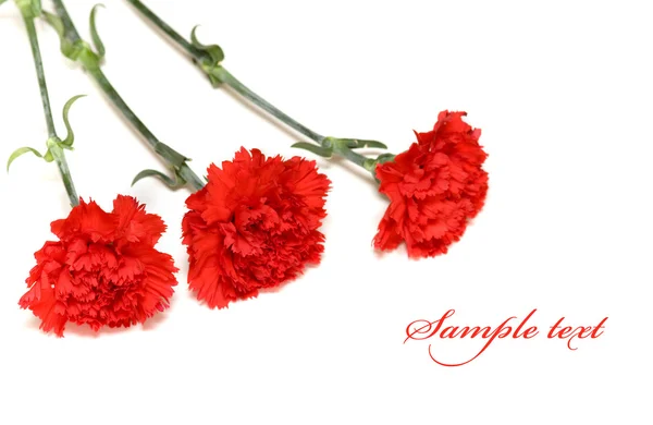Tree red carnations — Stock Photo, Image