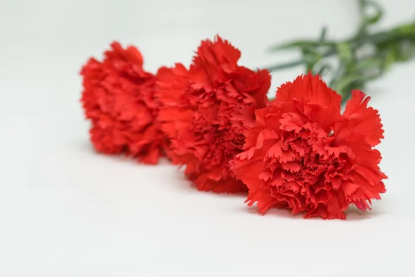 Tree red carnations — Stock Photo, Image