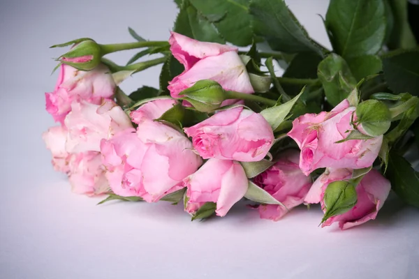 Brudny róż elegancki — Zdjęcie stockowe