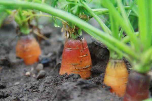 Organische wortelen — Stockfoto