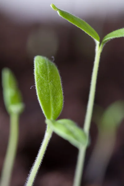 土壌中の若い芽 — ストック写真